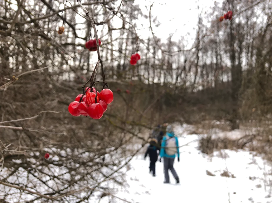 По следам диких животных